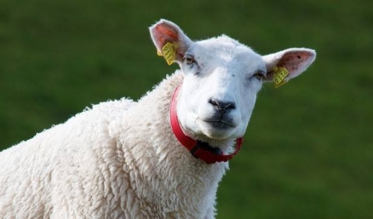 979年是土羊还是火羊,1979是什么羊"