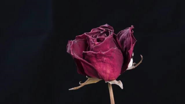 属兔75年今年婚姻离婚，属牛属兔开公司名称