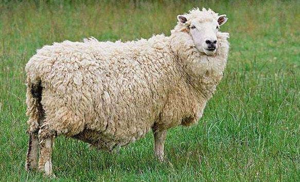 3岁属羊2022年运势,属羊2022年高考升学怎样"