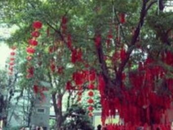 属蛇女吸引哪个生肖男，鼠尾牛头出生的人