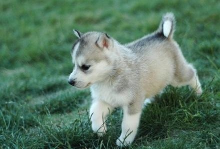 970年属狗未来5年运势，1970年属狗人今年运势"