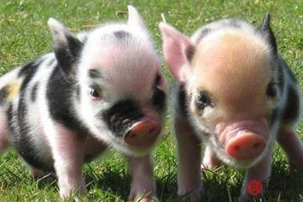 5年属猪男什么时候找对象合适，95属猪哪一年结婚更好"