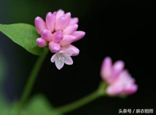 022年红鸾星动的生肖，2022