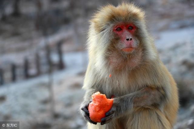 8年53岁属猴的坎,67年羊人2022