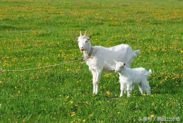 属羊人逢牛年运气怎么样，属龙人牛年运势2022