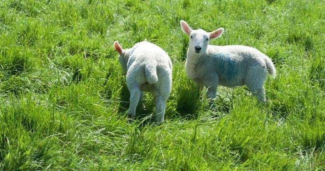 022年属羊人的贵人属相是谁，1979年属羊女的贵人是"