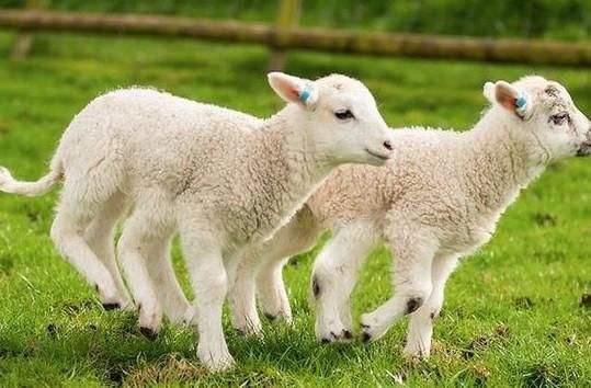 属羊的跟属马的合财吗，属羊和属马合财吗两个女人