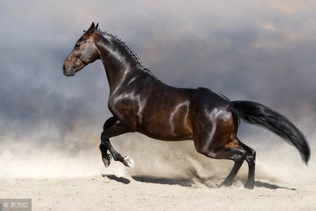 马和羊婚姻怎么样，男马配女羊婚姻好不好