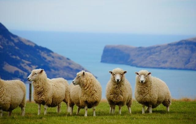 万年历属羊的年份，属羊的年份表对年龄