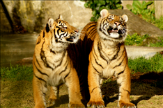 女生属虎的更佳配偶，生肖虎女更佳配偶属相