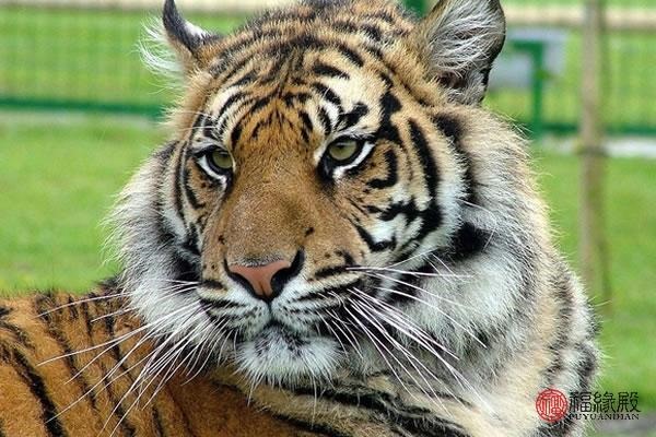 属虎生肖今年的运程属虎今年运程，74年属虎2022 运程