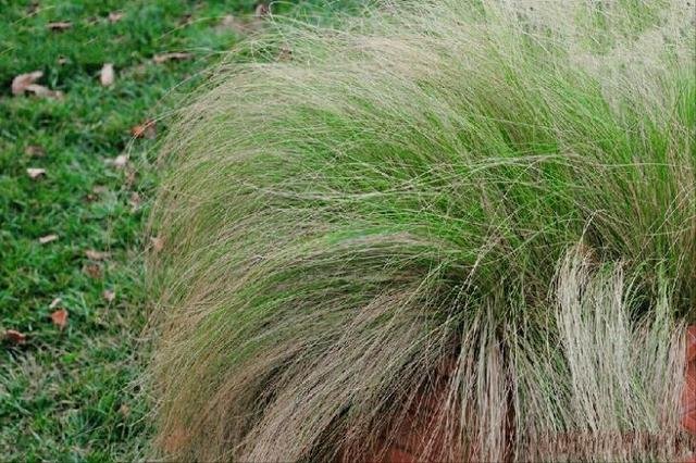 属羊的最怕的三个生肖，十羊九苦哪俩月羊最苦