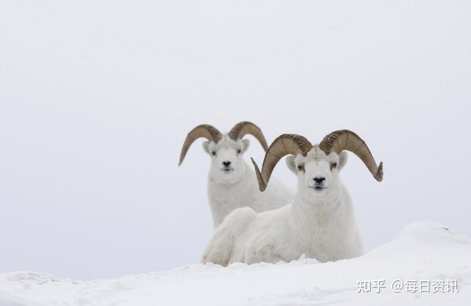 991年女羊2022年运势,女1991年属羊2022