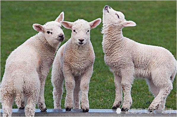 属羊放弃一人的表现，白羊不喜欢一个人的表现