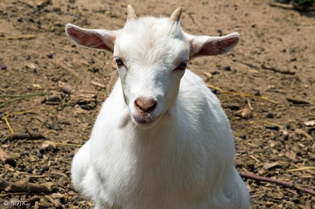 属羊人明天的财运，属羊的明日财运查询