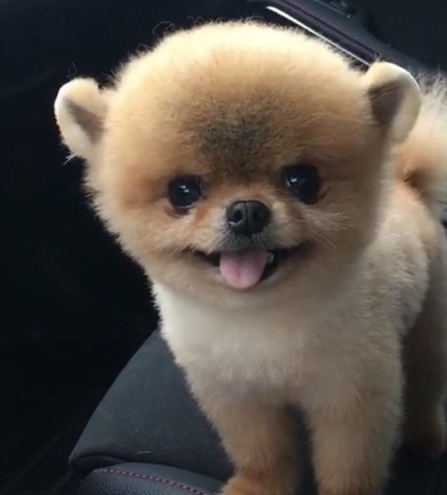 生肖配对表年份岁数，属相与出生年份对照表