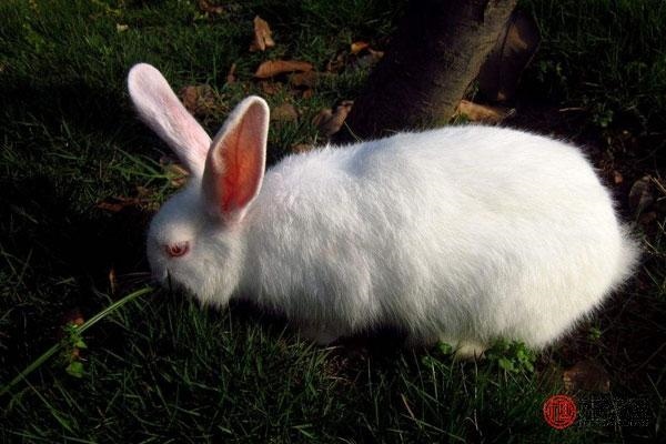 属兔的1987年爱情状况，2022 年属兔感情婚姻咋样