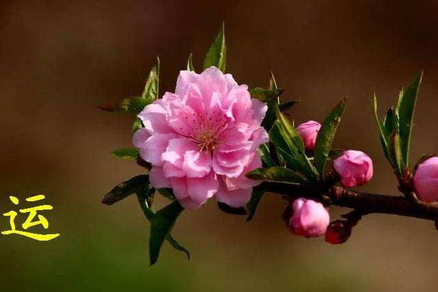 991年属羊女桃花运，91属羊人三大劫2022