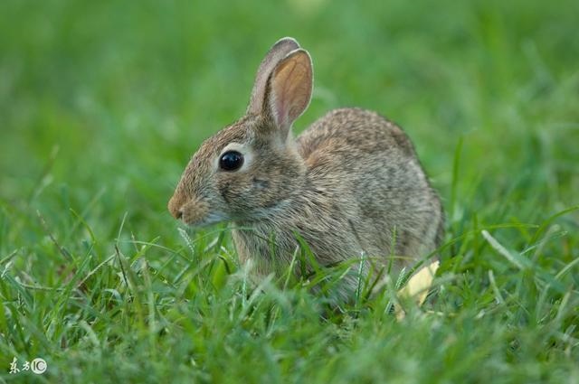 3年女兔下半年的运气，63年属兔的2022年运势"