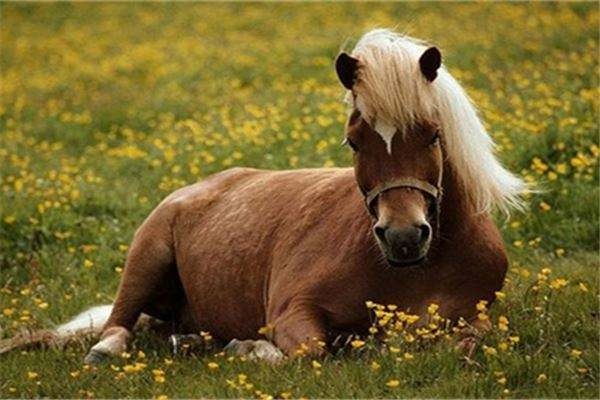 002年属马人一生运程，2002年三月出生的马命运如何"