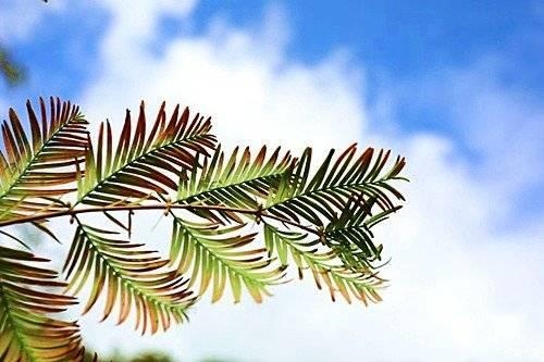 虎和羊兄妹合适吗，生肖虎羊兄妹