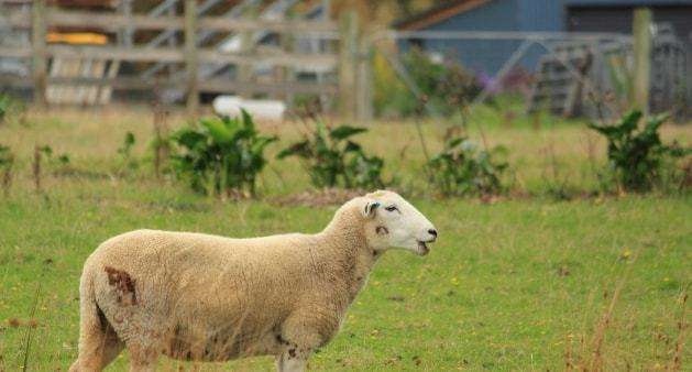 男的属羊和什么最合适，91羊男和什么属相最配