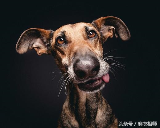 022年红鸾星动的生肖，2022