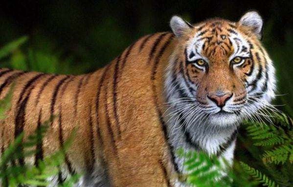 请问属虎是哪一年出生的，2022年属虎几月出生好