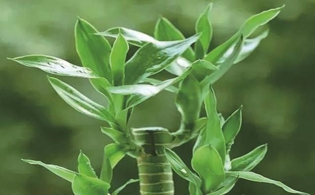 987属兔人最旺的年龄，1987年兔兔32岁后财运"