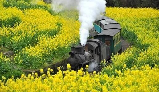 虎和羊兄妹合适吗，生肖虎羊兄妹