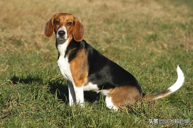 属羊人今日运势及运程，属虎今日运势及运程