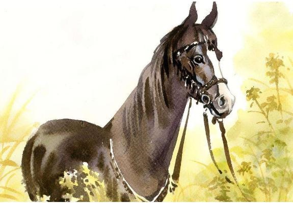 属马的31岁命运如何,十二生肖婚姻配对大全