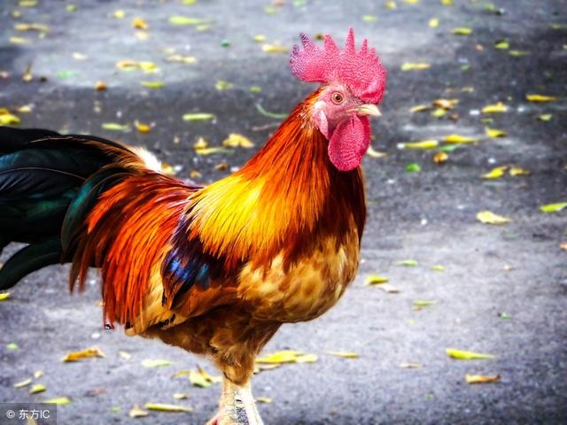 属鸡一生被什么人所害,属鸡的男人最怕什么