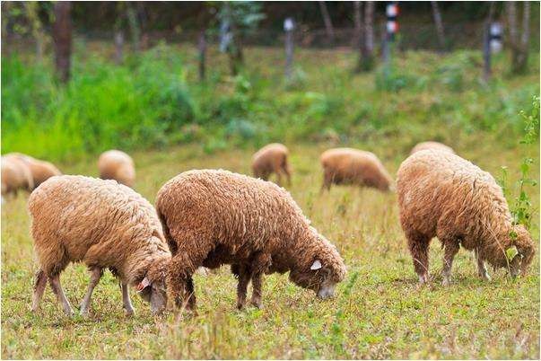 属羊人生于三月的命运，79年属羊各月出生命运