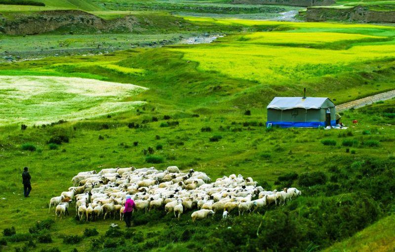 979年属羊女人的财运,1979年羊人41岁后命运"