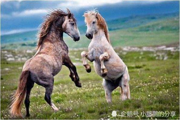 0属马二次婚姻在几岁,90年属马女的姻缘何时出现"