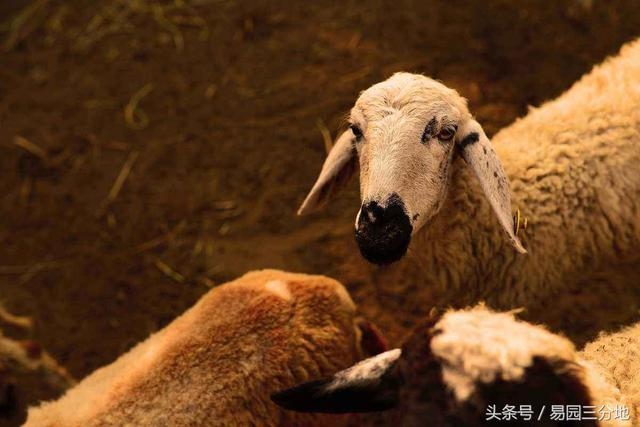 属羊人逢牛年运气怎么样，属龙人牛年运势2022