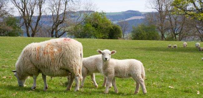 967年属羊人2022年运势,1967年出生2022年每月运势"