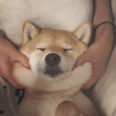 十二生肖天天运势下载什么,十二生肖今日运势