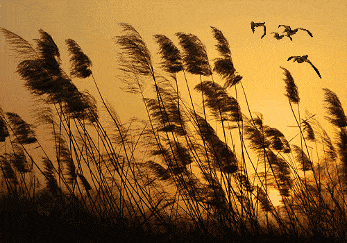 虎和羊兄妹合适吗，生肖虎羊兄妹