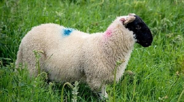 1年属羊生兔宝宝好吗,1991年属羊有几个孩子"