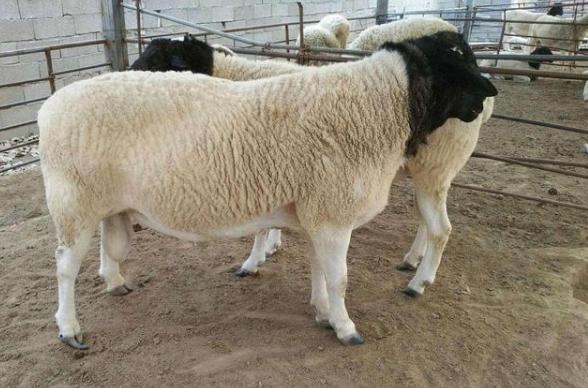 新手养绵羊好还是养山羊好，山羊为什么比绵羊贵