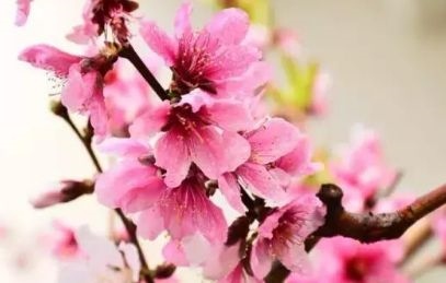 9年属羊女2022年桃花好吗，1990年属马2022