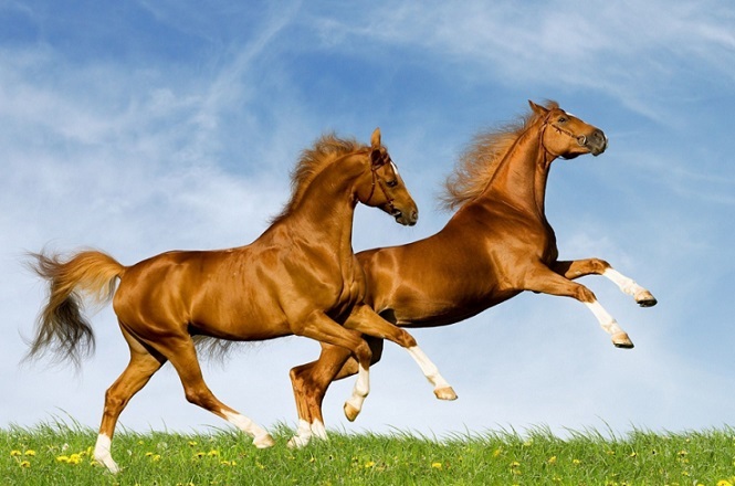 8年属马43岁是哪一年，1978年属马人43岁大难"