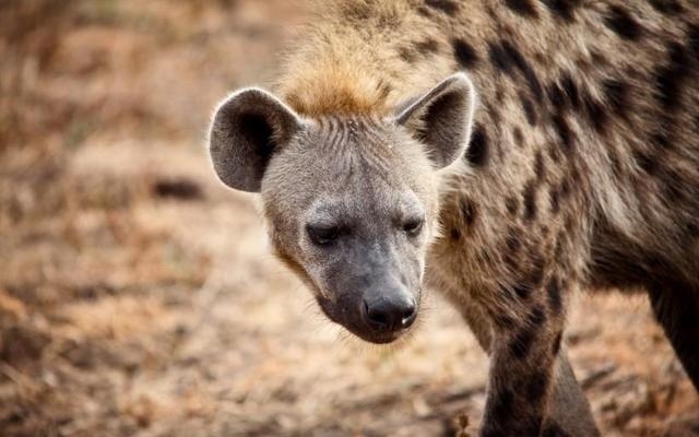 羊的下面和人的一样，人和羊配生什么感觉