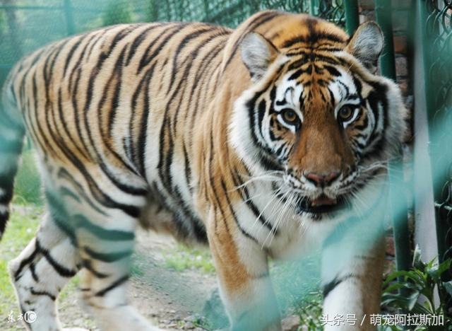 6属虎火命女适合戴什么,2022年属虎戴金"