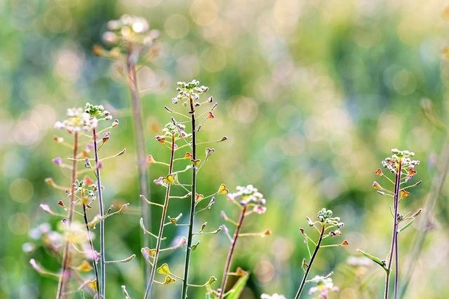 属狗人2022年全年运势女性，2022年属狗运势完整版