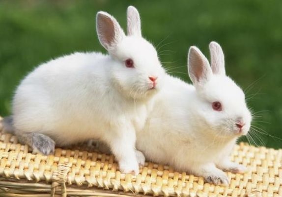 2年属鼠48岁有牢狱之灾,72年属鼠女49岁有一灾2022"