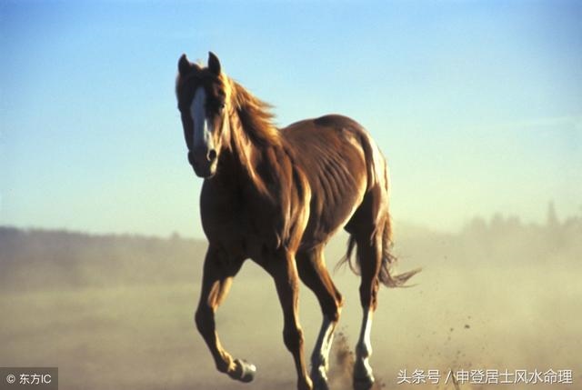 生肖羊与马相配吗，属马和属羊的合不合
