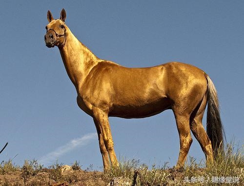 9年属羊最旺颜色，79属羊终身幸运颜色"